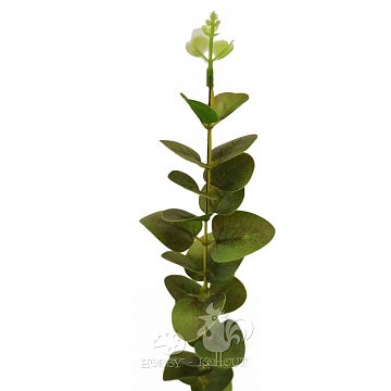 Eukalyptus větvička 50 cm