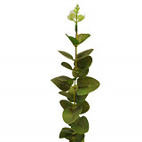 Eukalyptus větvička 50 cm
