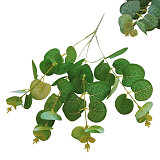 Eukalyptus x 4 větvička 60 cm