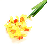 Dekorace - narcisky stonek 55 cm doprodej